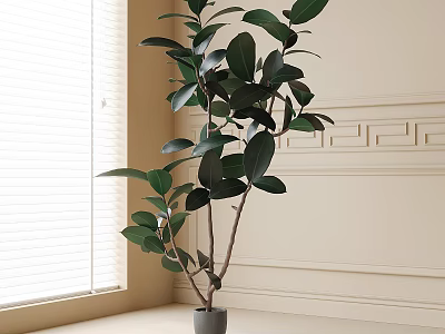 Potted Ficus Plant in Gray Pot by Window with Natural Light and Decorative Wall 3d model