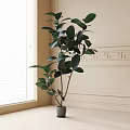 Potted Ficus Plant in Gray Pot by Window with Natural Light and Decorative Wall
