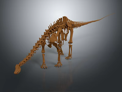 High Quality Medical Skeleton Model For Educational Training And Anatomical Study 3d model
