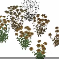Mixed Assorted Flowers With Yellow Blooms Green Leaves And Brown Foliage On Black Background