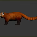 Red Panda With Orange Fur White Ears And Ringed Tail Standing On Dark Background