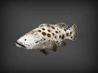 Spotted Aquatic Animal With White Body And Brown Spots On Spiky Skin 3d model