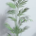 Various Types of Green Potted Plants in Different Flower Pots Against White Wall with Shadows