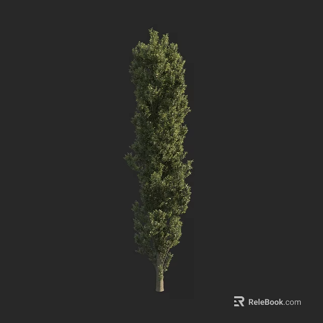 Tall Green Tree With Dense Foliage Straight Trunk Isolated On Dark Background 3d model