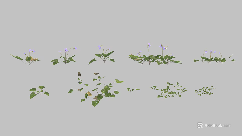 Flowers and Plants with Purple Flowers and Green Leaves Arranged in Rows Showing Growth Stages 3d model 