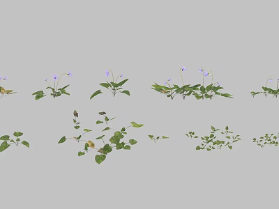 Flowers and Plants with Purple Flowers and Green Leaves Arranged in Rows Showing Growth Stages 3d model
