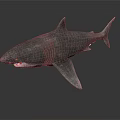 Realistic Gray Shark 3D Model With Detailed Skin Texture On Dark Background