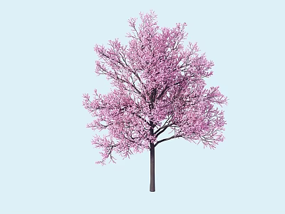 Pink Flowering Tree with Dark Trunk and Lush Branches on Light Blue Background 3d model