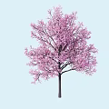 Pink Flowering Tree with Dark Trunk and Lush Branches on Light Blue Background 3d model