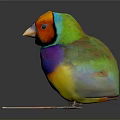 Vibrant Multicolored Small Bird With Bright Colorful Feathers And Vibrant Plumage