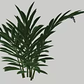 Green Plant with Long Striped Leaves and Visible Veins Bearing Small Blue Flowers on Top