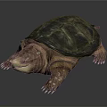 Realistic Turtle 3D Render With Detailed Shell Textured Limbs And Lifelike Features