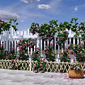 Climbing Vines With Pink Flowers Covering White Picket Fence In Outdoor Garden Space