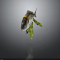 Gray White Sea Fish With Black Yellow Head Markings And Green Seaweed On Dark Background