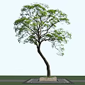 Tall Arbor With Curved Trunk And Green Leaves Against Blue Sky Background