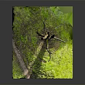 Natural Leafless Wooden Tree Trunk Surrounded By Green Grass And Fresh Soil In Outdoor View