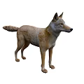 Realistic Brown And White Wolf Model Standing In Natural Lifelike Pose