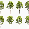 Multiple Arbor Trees With Lush Green Foliage And Straight Brown Trunks 3d model
