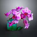 Elegant Pink Purple Orchid Flower Arrangement In Green Vase For Garden Decor
