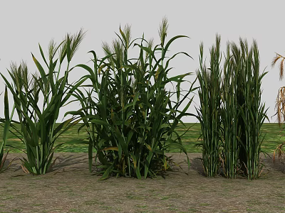 Lush Tall Green Corn And Wheat Plants Growing In Agricultural Field 3d model