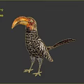Colorful Bird With Large Orange Beak Red Head And Spotted Body Feathers Standing Isolated