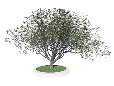Ornamental Arbor Featuring Lush Foliage And Sturdy Trunk On Circular Green Grass Base 3d model