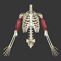 3D Human Skeleton Model Displaying Muscle Tissue Attachments On Thoracic And Arm Bones 3d model
