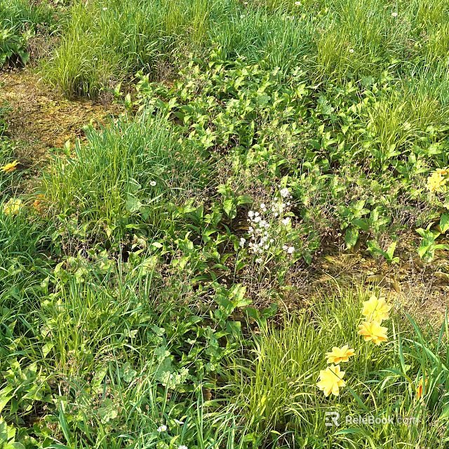 Lush Yellow Flowers And Small White Flowers Among Green Plants And Grass In Natural Area 3d model 