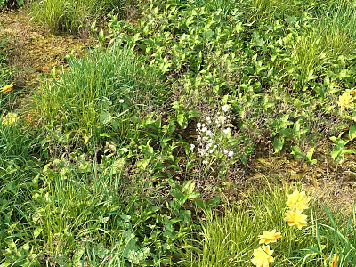 Lush Yellow Flowers And Small White Flowers Among Green Plants And Grass In Natural Area 3d model