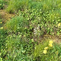 Lush Yellow Flowers And Small White Flowers Among Green Plants And Grass In Natural Area