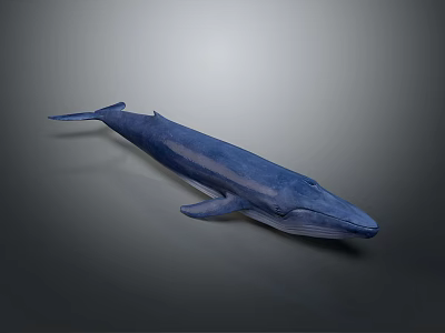 Blue Whale Model Displayed On Gray Background With Realistic Details 3d model