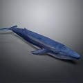 Blue Whale Model Displayed On Gray Background With Realistic Details 3d model