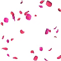 Beautiful Pink Flower Petals Softly Falling in the Air Creating Romantic Atmosphere
