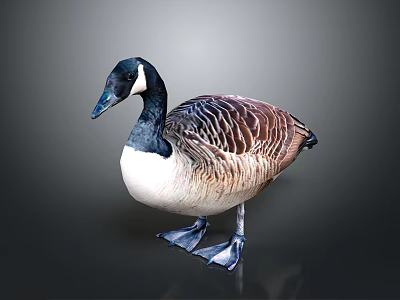 Black Head White Neck Brown Feathered Goose Standing On Dark Glossy Surface 3d model