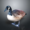 Black Head White Neck Brown Feathered Goose Standing On Dark Glossy Surface