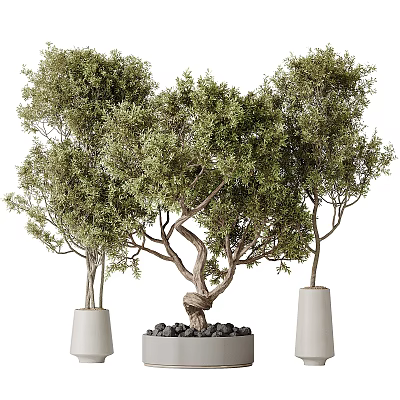 Bonsai Potted Olive Trees With Twisted Trunks Lush Green Leaves Ceramic Pots And Decorative Stones 3d model