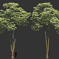 Tall Tree with Lush Green Leaves Strong Trunks and Human Silhouette for Scale