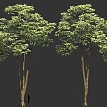 High-pole landscape trees clump solitary tree planting cartoon style green street trees 3d model