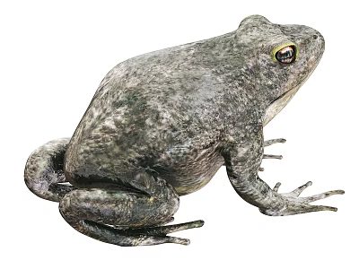 Close Up View Of Gray Reptile With Yellow Eyes And Rough Skin Texture 3d model