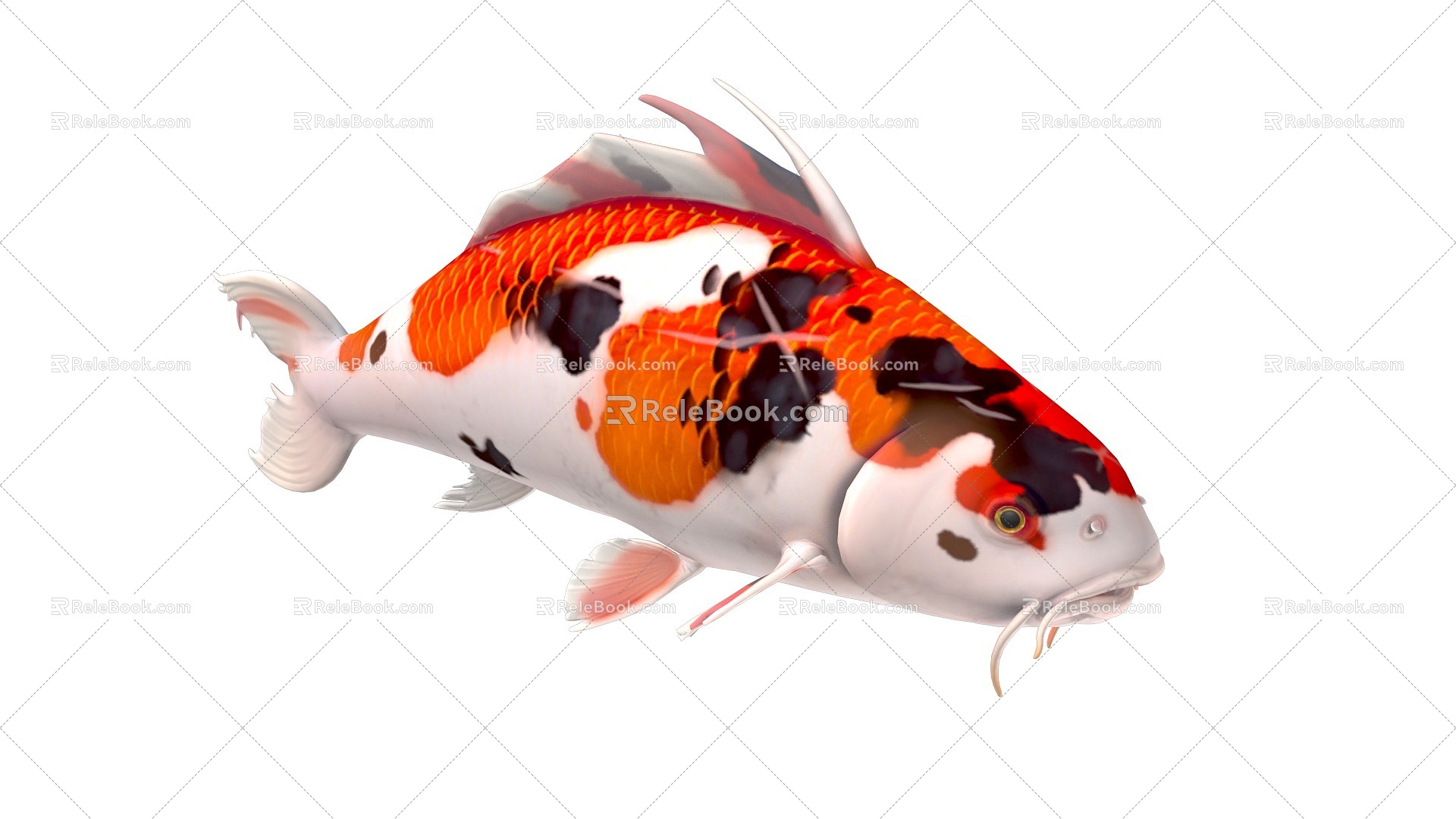 Animated goldfish koi fish ornamental fish Showa carp fish kaoyu animal freshwater fish river fish 3d model