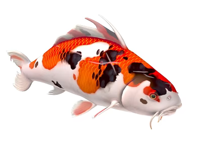 Vibrant Koi Fish With Red White Black Patterns Shiny Scales And Fins Swimming In Water 3d model