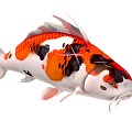 Animated goldfish koi fish ornamental fish Showa carp fish kaoyu animal freshwater fish river fish 3d model