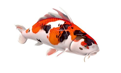 Animated goldfish koi fish ornamental fish Showa carp fish kaoyu animal freshwater fish river fish 3d model