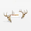 Two Natural Deer Skulls With Antlers Displayed On White Background