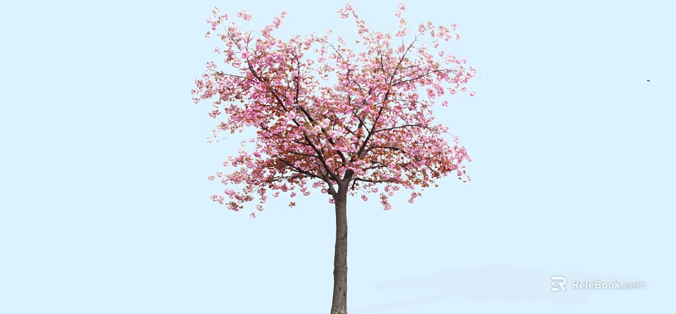 Tall Arbor With Pink Blossoms And Spreading Branches Against Light Blue Sky 3d model 