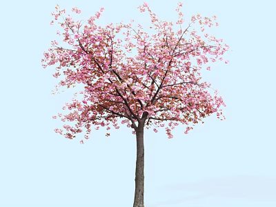 Tall Arbor With Pink Blossoms And Spreading Branches Against Light Blue Sky 3d model