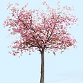 Tall Arbor With Pink Blossoms And Spreading Branches Against Light Blue Sky