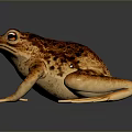 Reptile Toad With Brown Orange Spots And Prominent Eyes On Shiny Black Surface