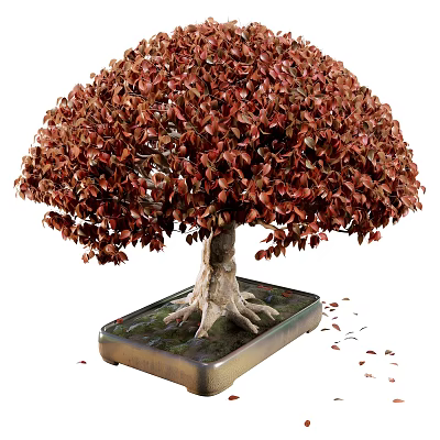Bonsai Plant With Reddish Brown Leaves And Exposed Roots In Square Pot 3d model