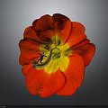Red Flower With Red Petals And Yellow Center And Small Figure On Gray Background